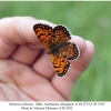 melitaea arduinna1 male2